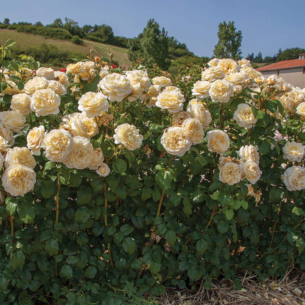 Moonlight Rose flower seeds