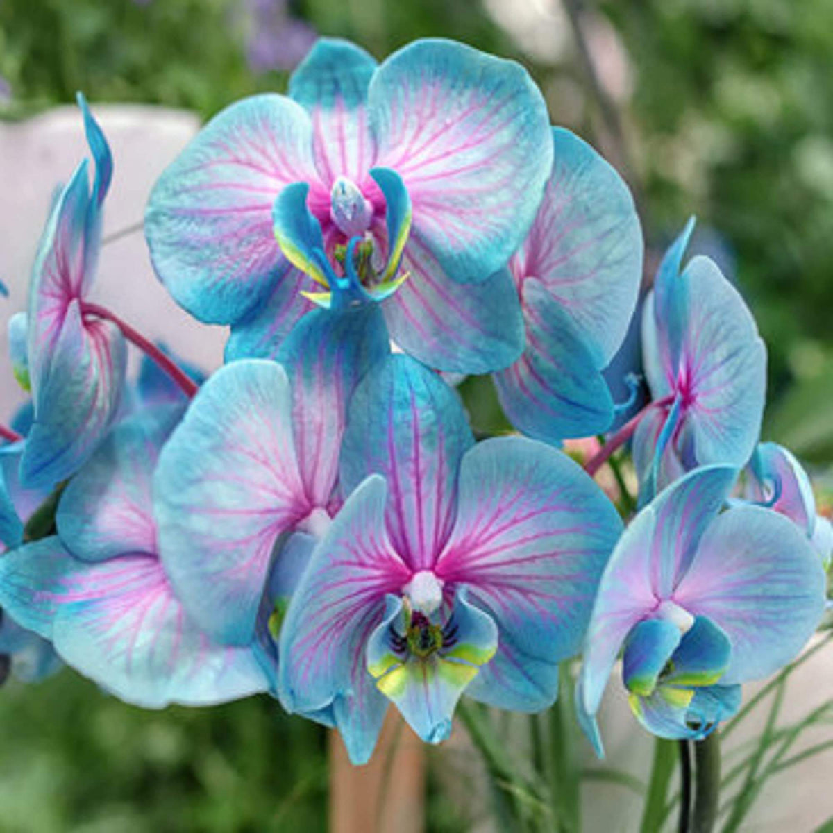 and Pink Orchid plant