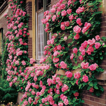 Light Pink flower seeds
