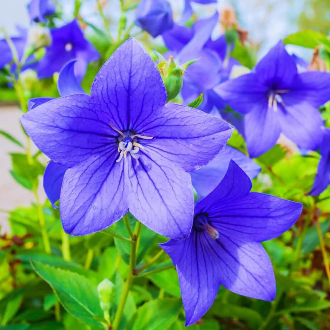 Platycodon Rosa flower seeds