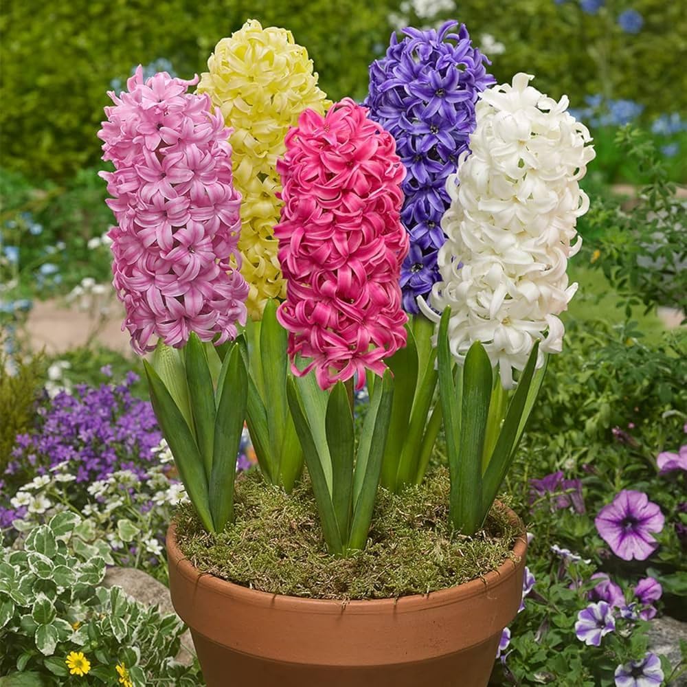 Hyacinth flower seeds