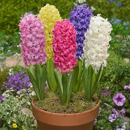 Hyacinth flower seeds
