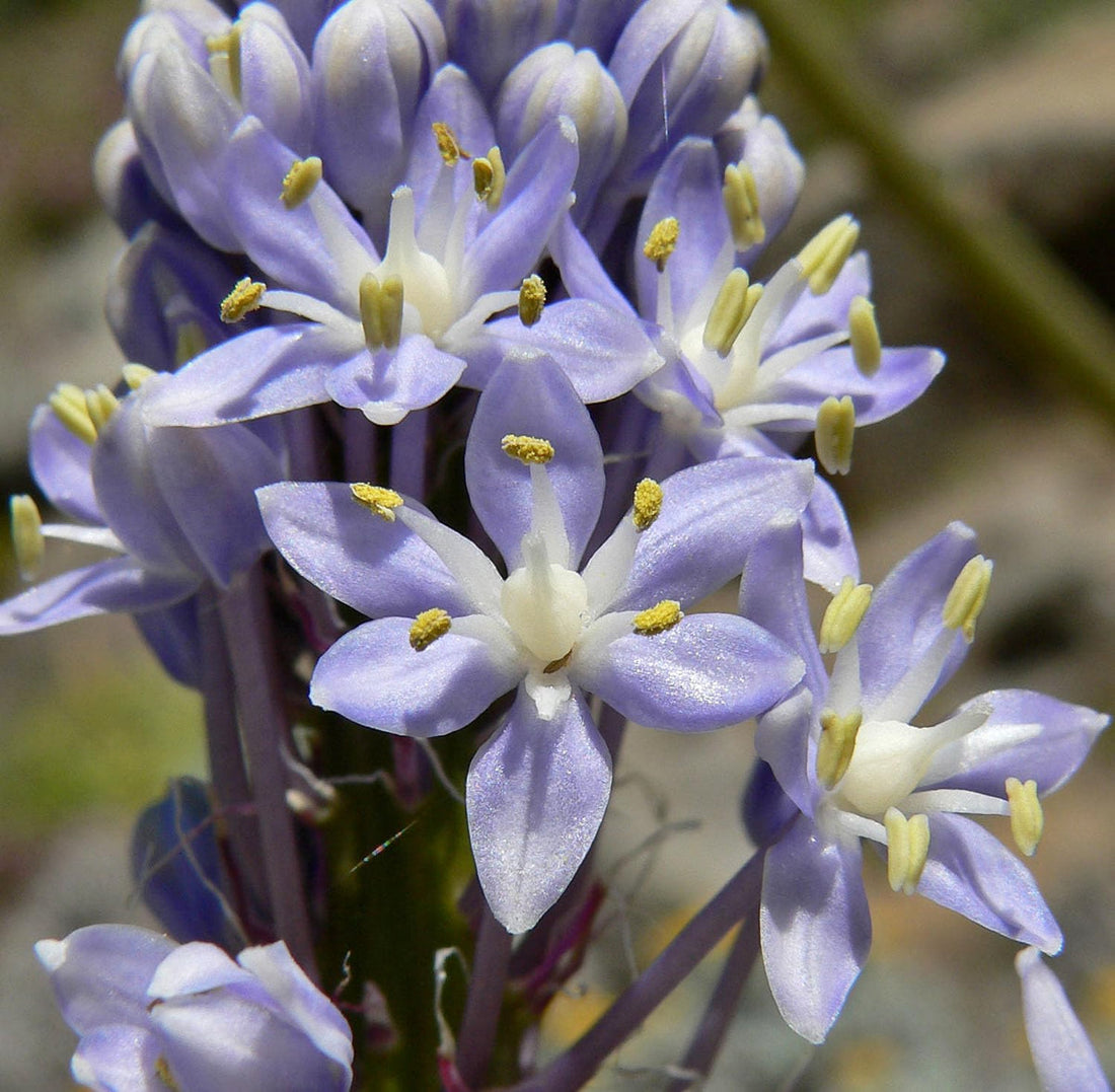 Merwilla flower seeds