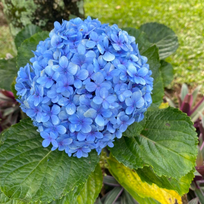 Blue Hydrangea plant