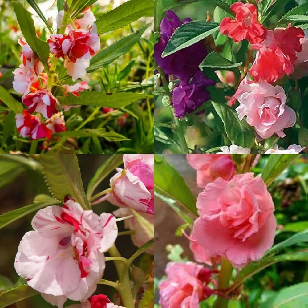 Balsamine flower seeds