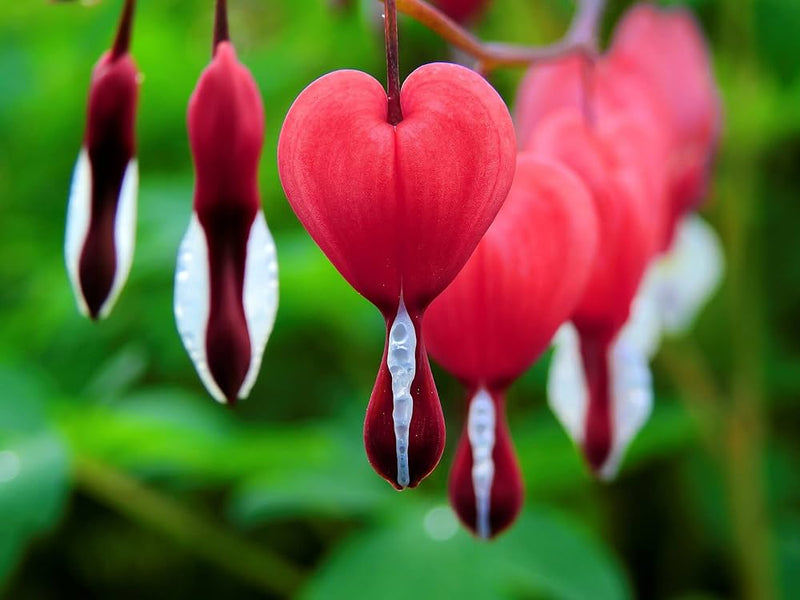 Bleeding Heart Flower Seeds for Planting – Heirloom Non-GMO Garden Seeds