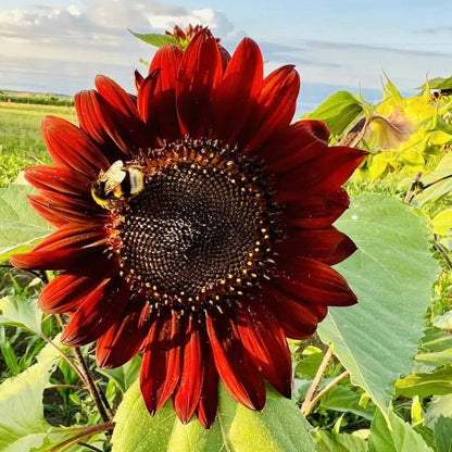 Red Sunflower plant