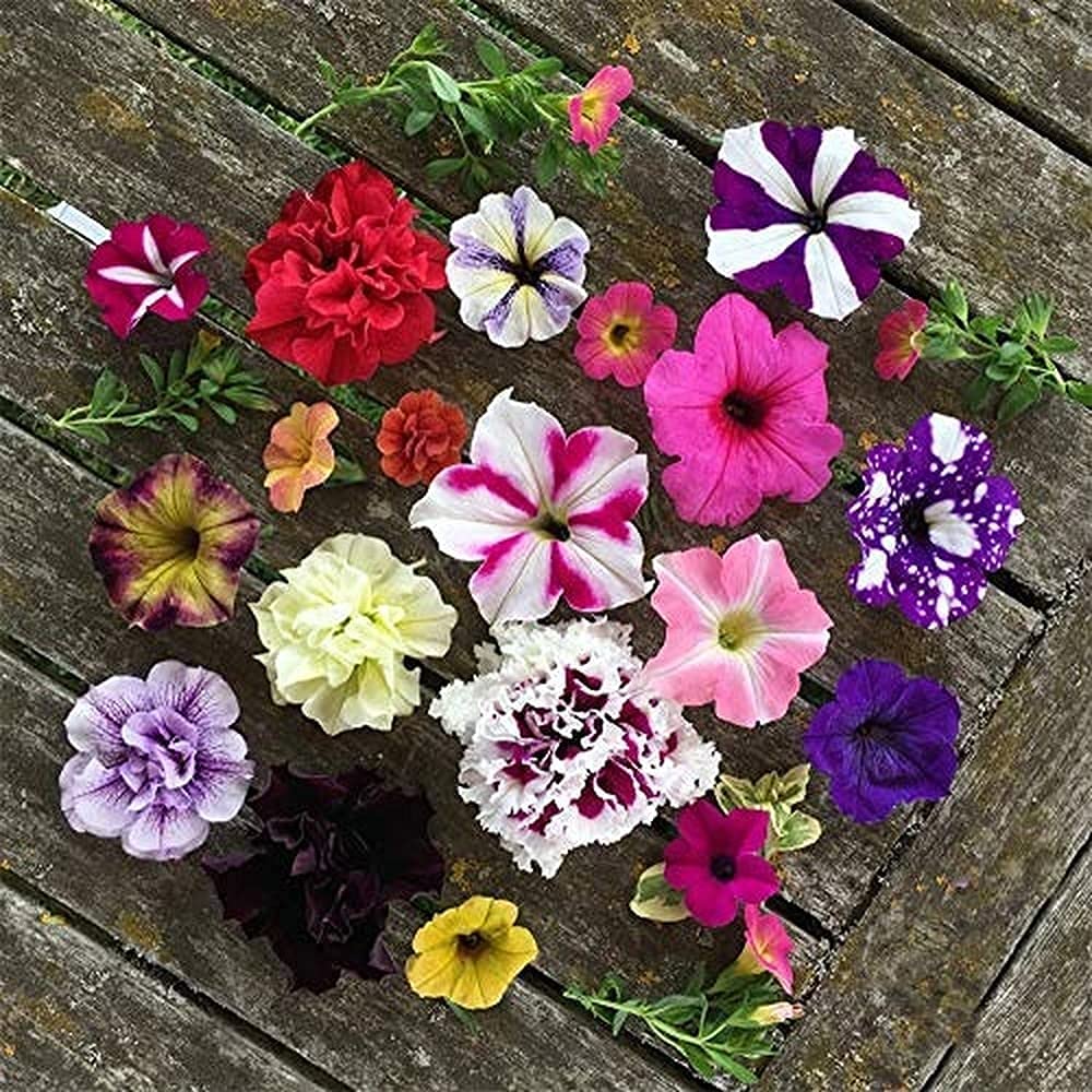 Pellettato Candypops flower seeds
