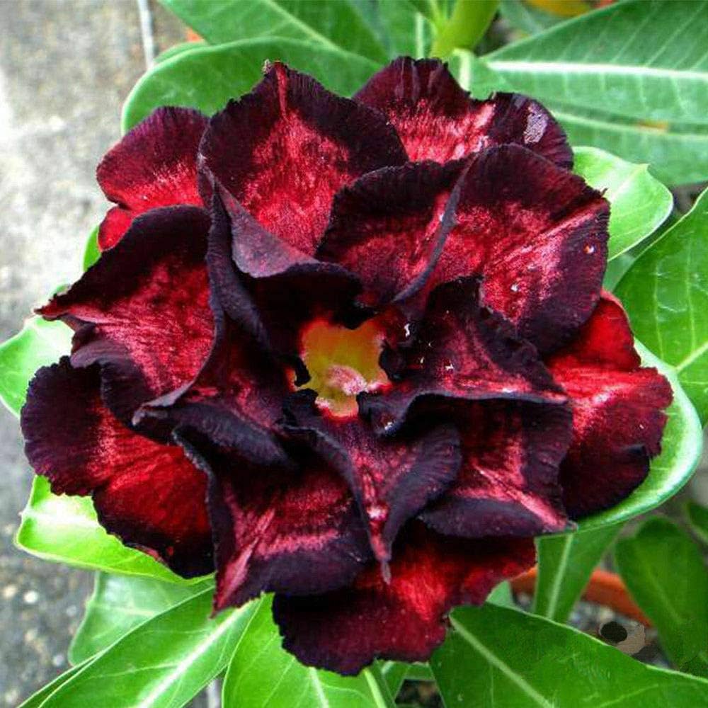 Adenium flower seeds