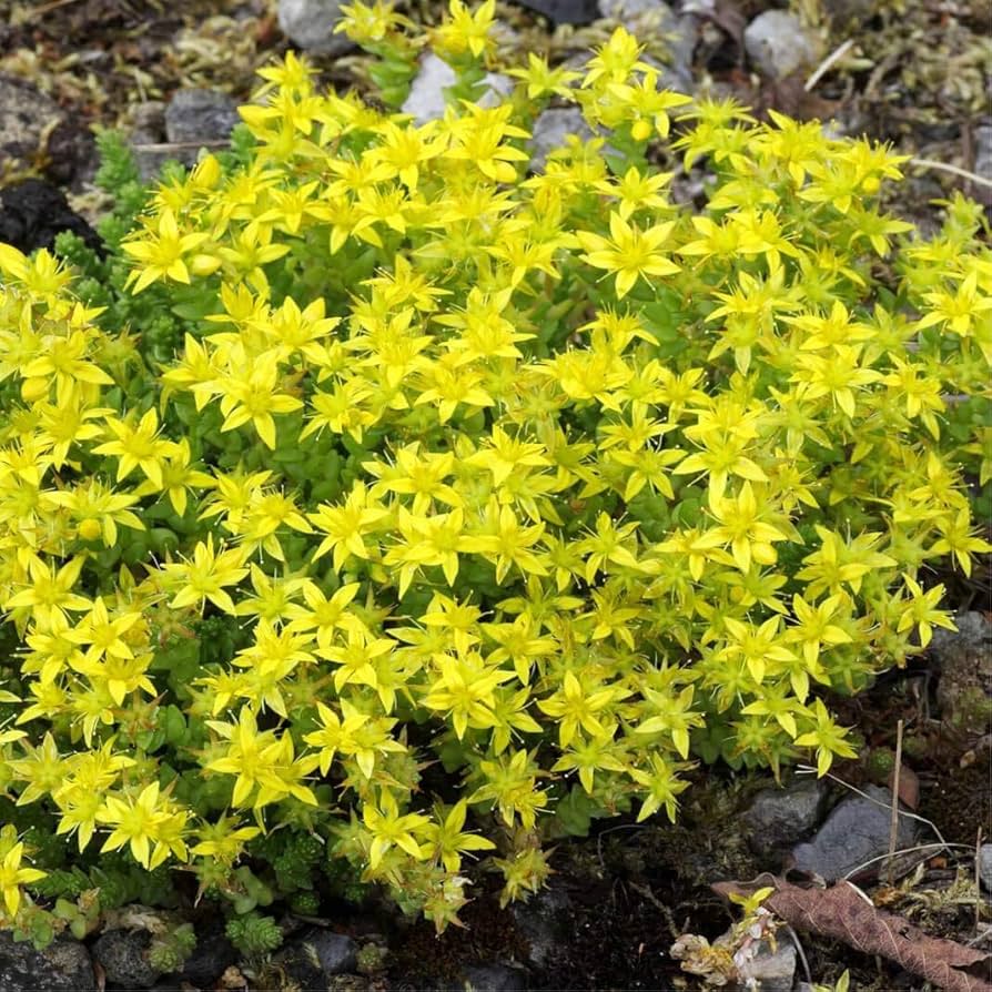 Yellow Stonecrop flower seeds