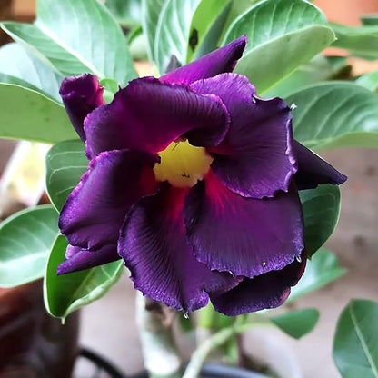 Purple Adenium flower seeds