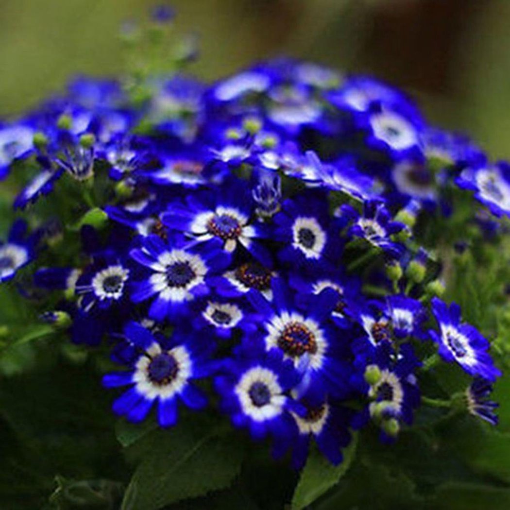 Blue Cineraria flower seeds