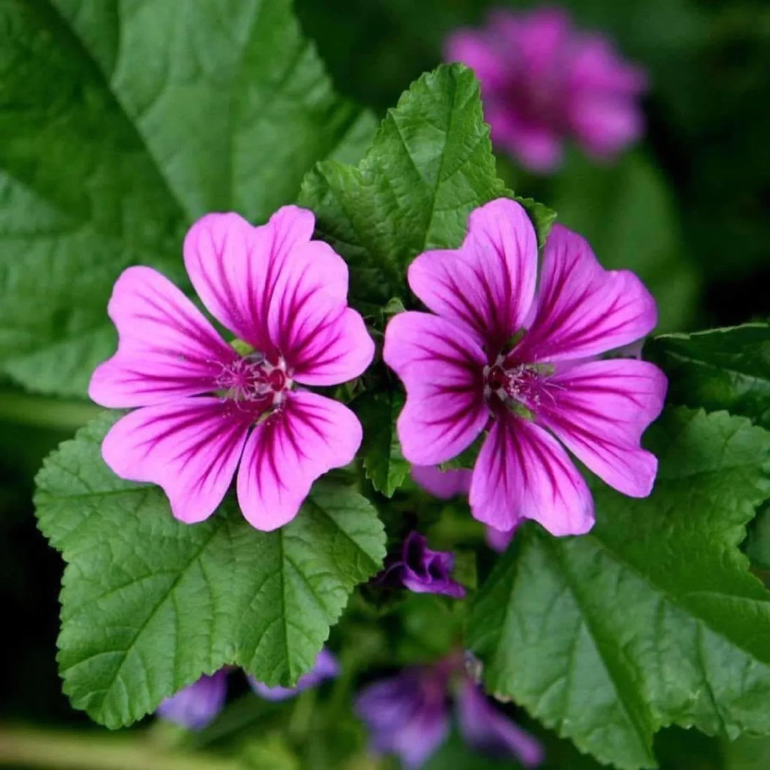 Mallow flower seeds