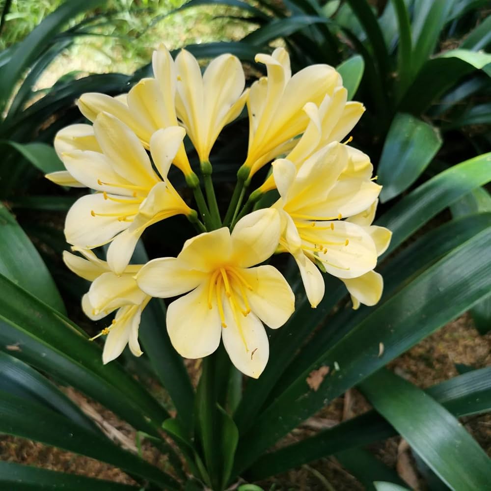 Light Yellow flower seeds