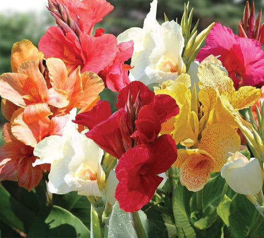 Tall Canna flower seeds