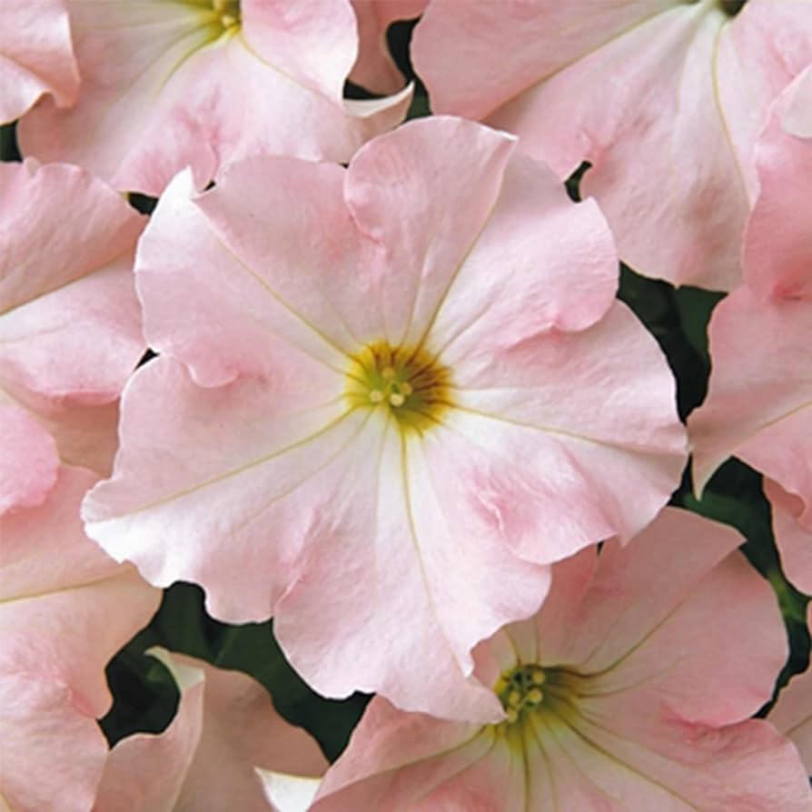 Appleblossom Dreams flower seeds