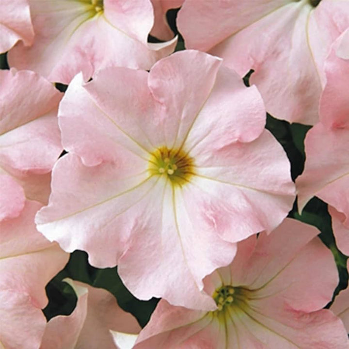 Appleblossom Dreams flower seeds