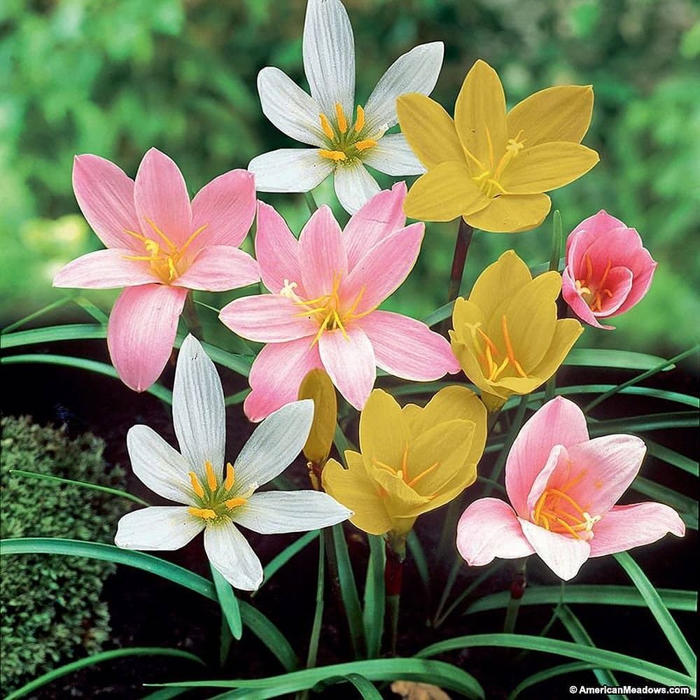 Rain Lily flower seeds