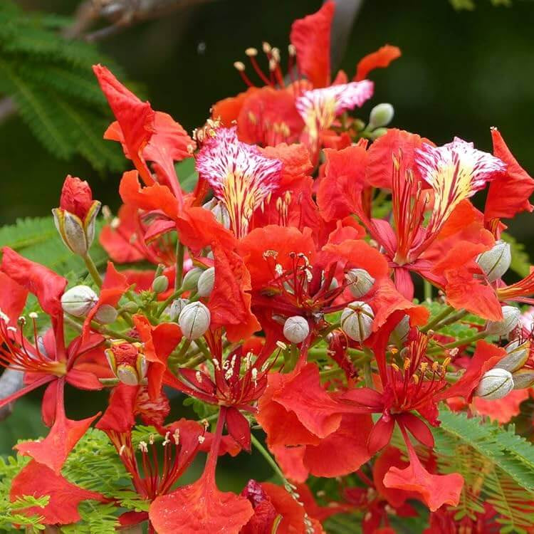 regia Royal Poinciana plant