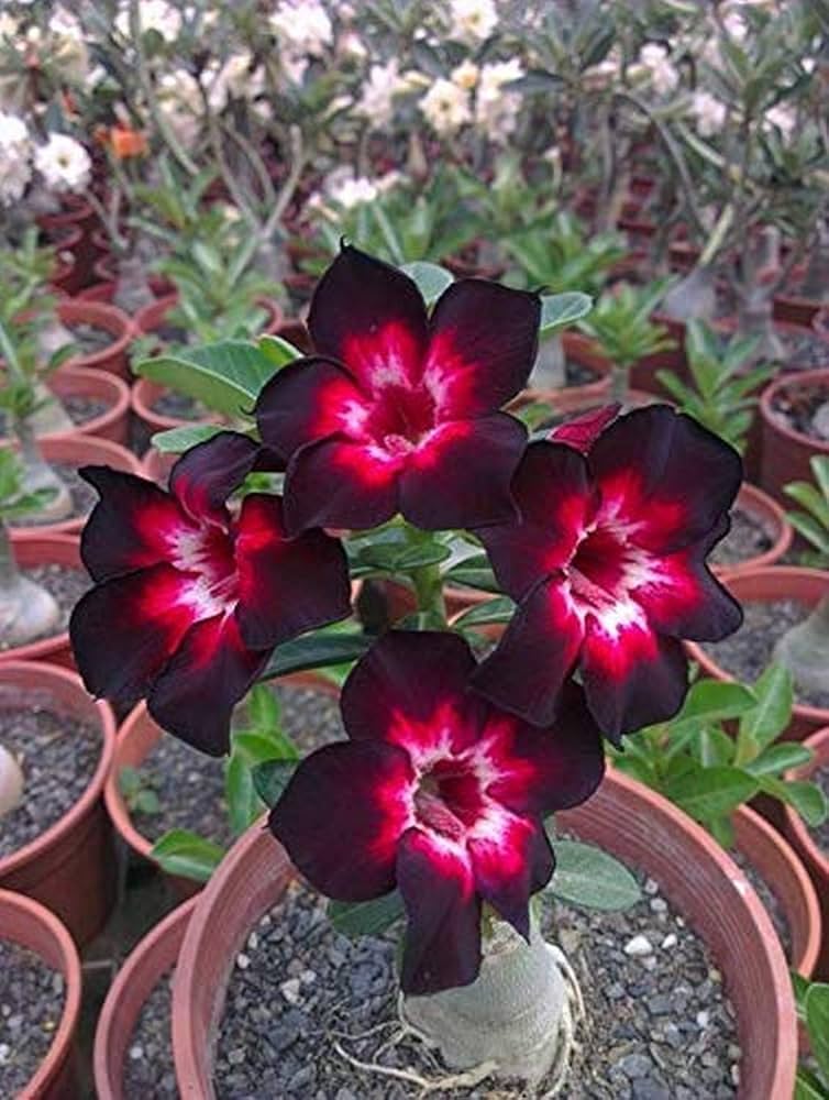 Black and Red Adenium Obesum Flower Seeds for Planting – Heirloom Non-GMO Garden Seeds