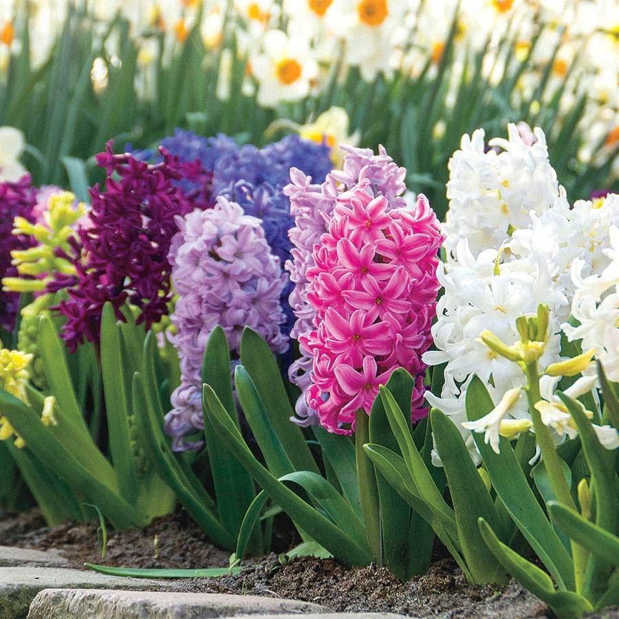 Hyacinth flower seeds