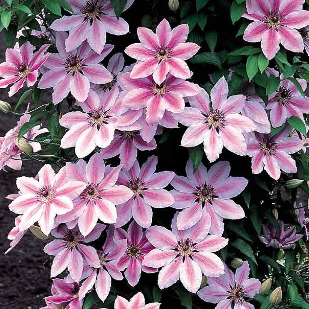 Light Pink flower seeds
