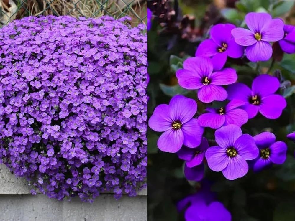 Aubretia Lila flower seeds