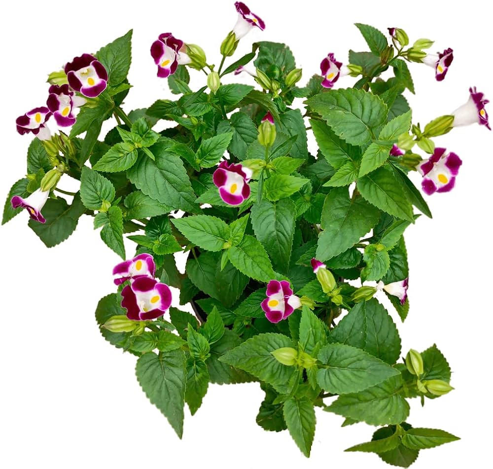 Wishbone flower seeds
