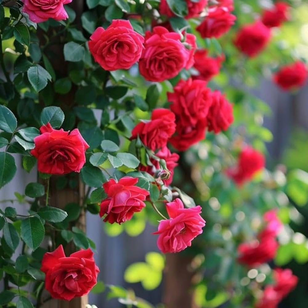 Red Ruby flower seeds