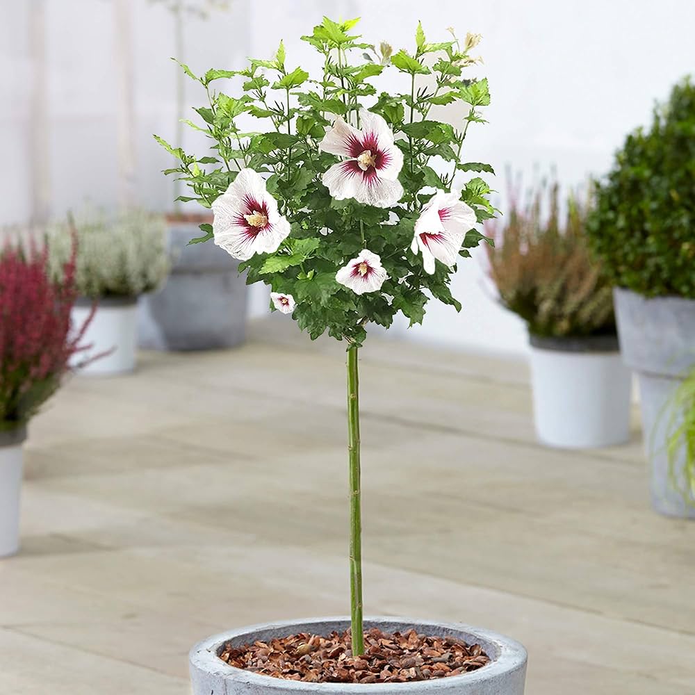 Light Pink flower seeds