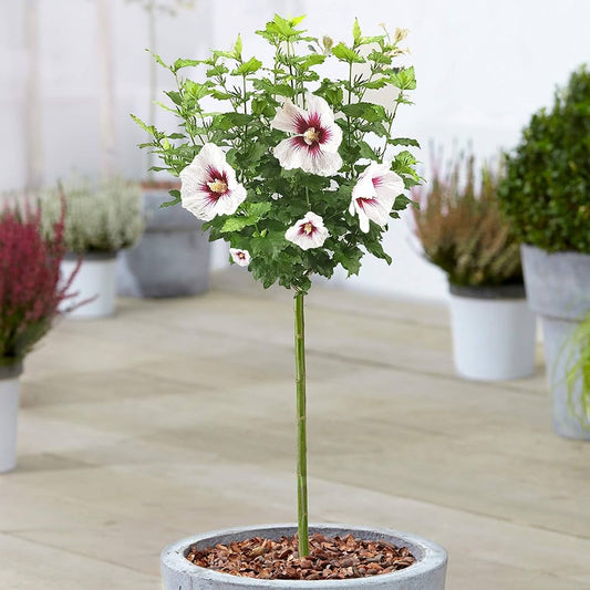 Light Pink flower seeds
