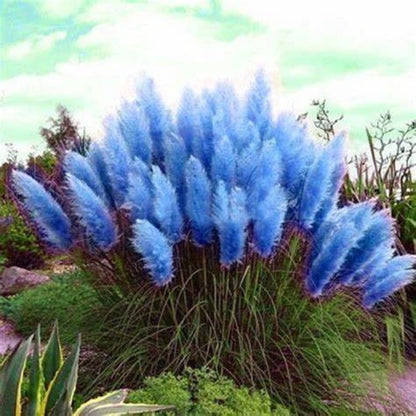 Blue Pampas Grass plant