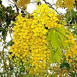 Golden Shower Tree plant