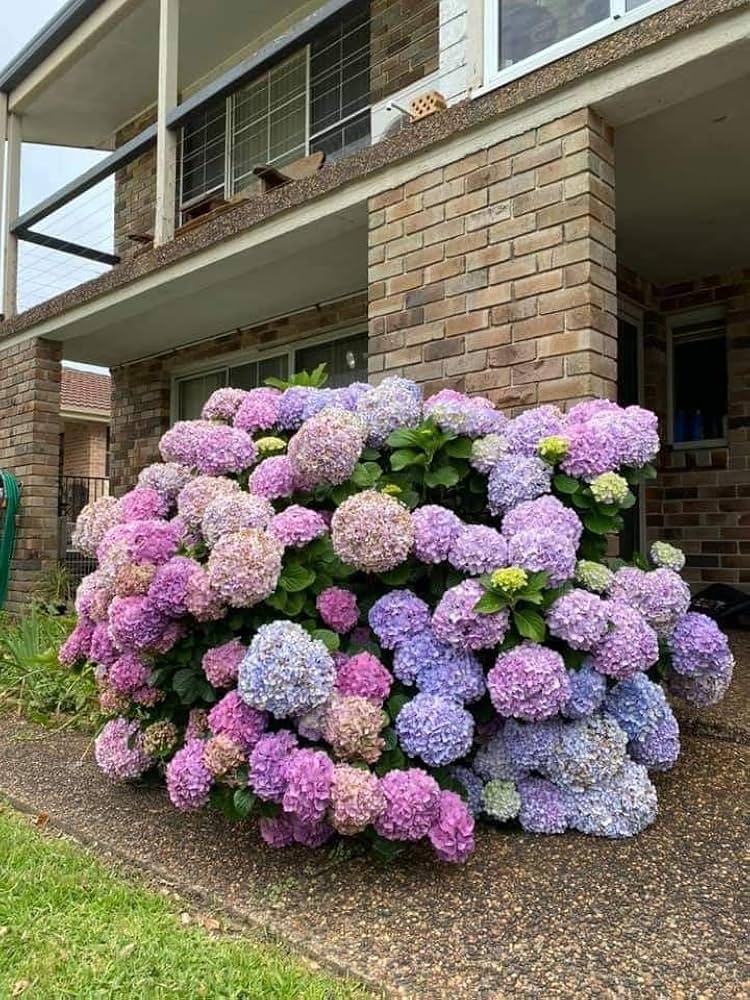 Hydrangea flower seeds