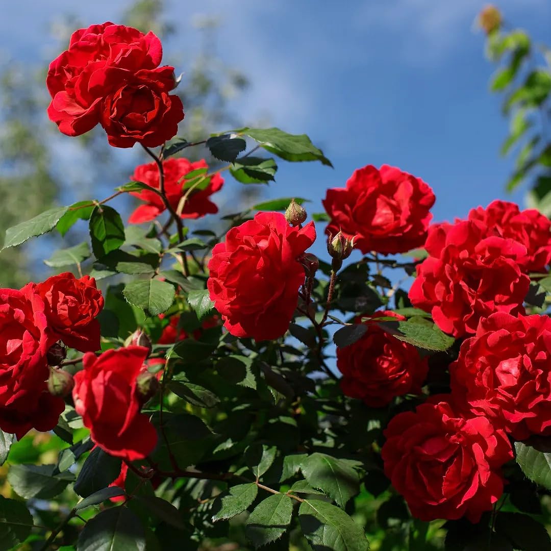 Red Holland flower seeds