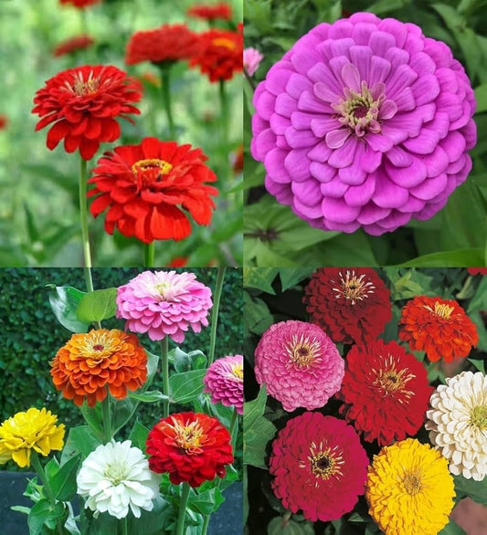 Multicolor Zinnia flower seeds