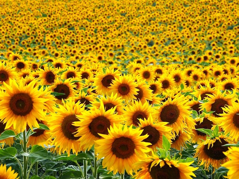 Light Yellow flower seeds