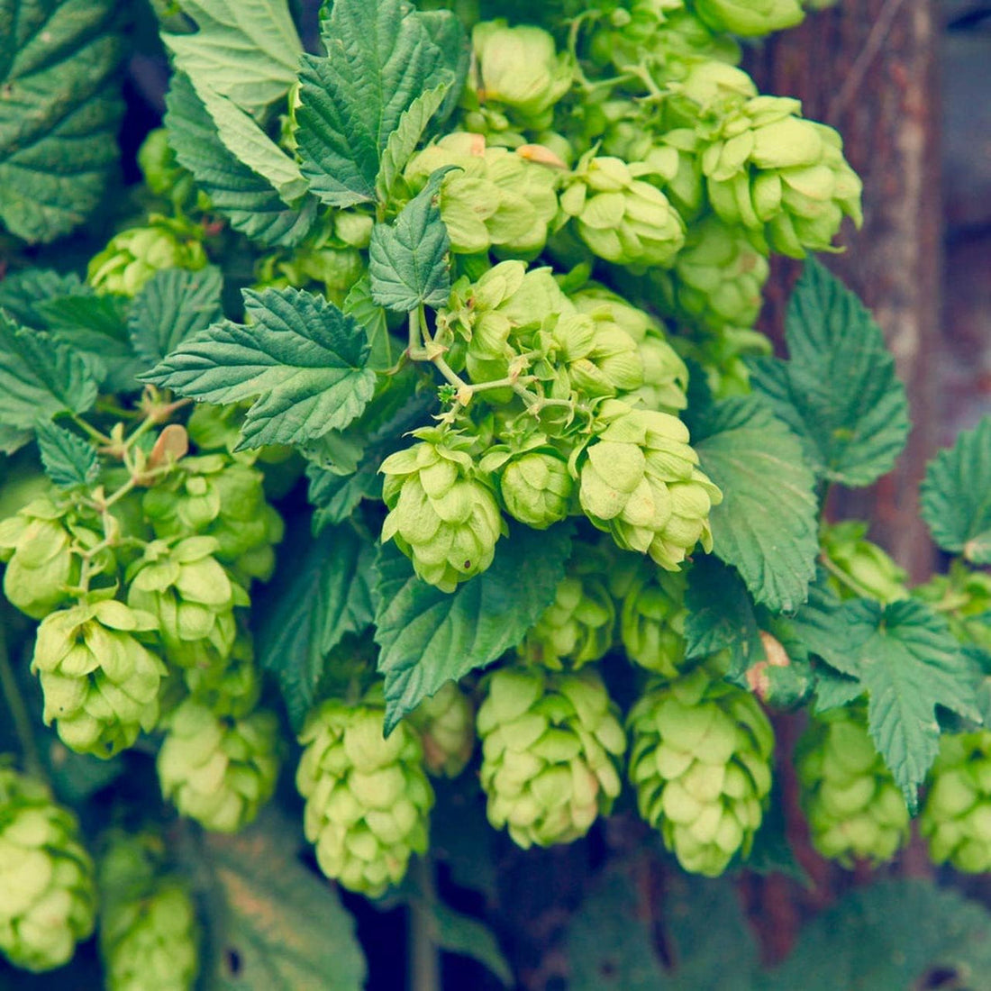 Dark Green flower seeds