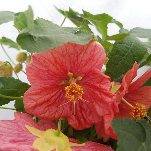 Bellvue flower seeds