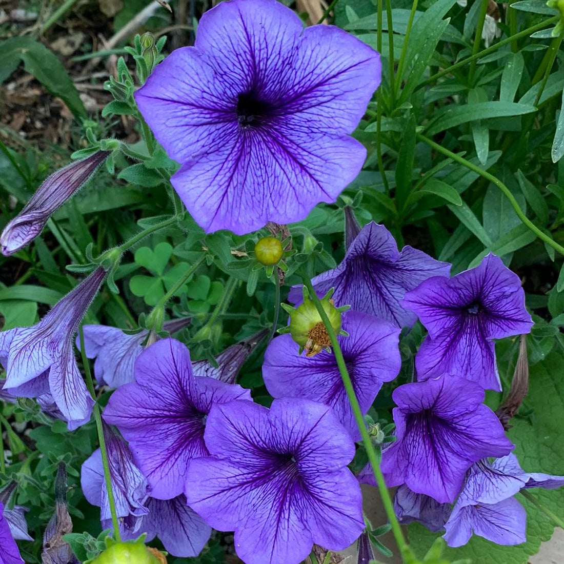 Violet Hanging flower seeds