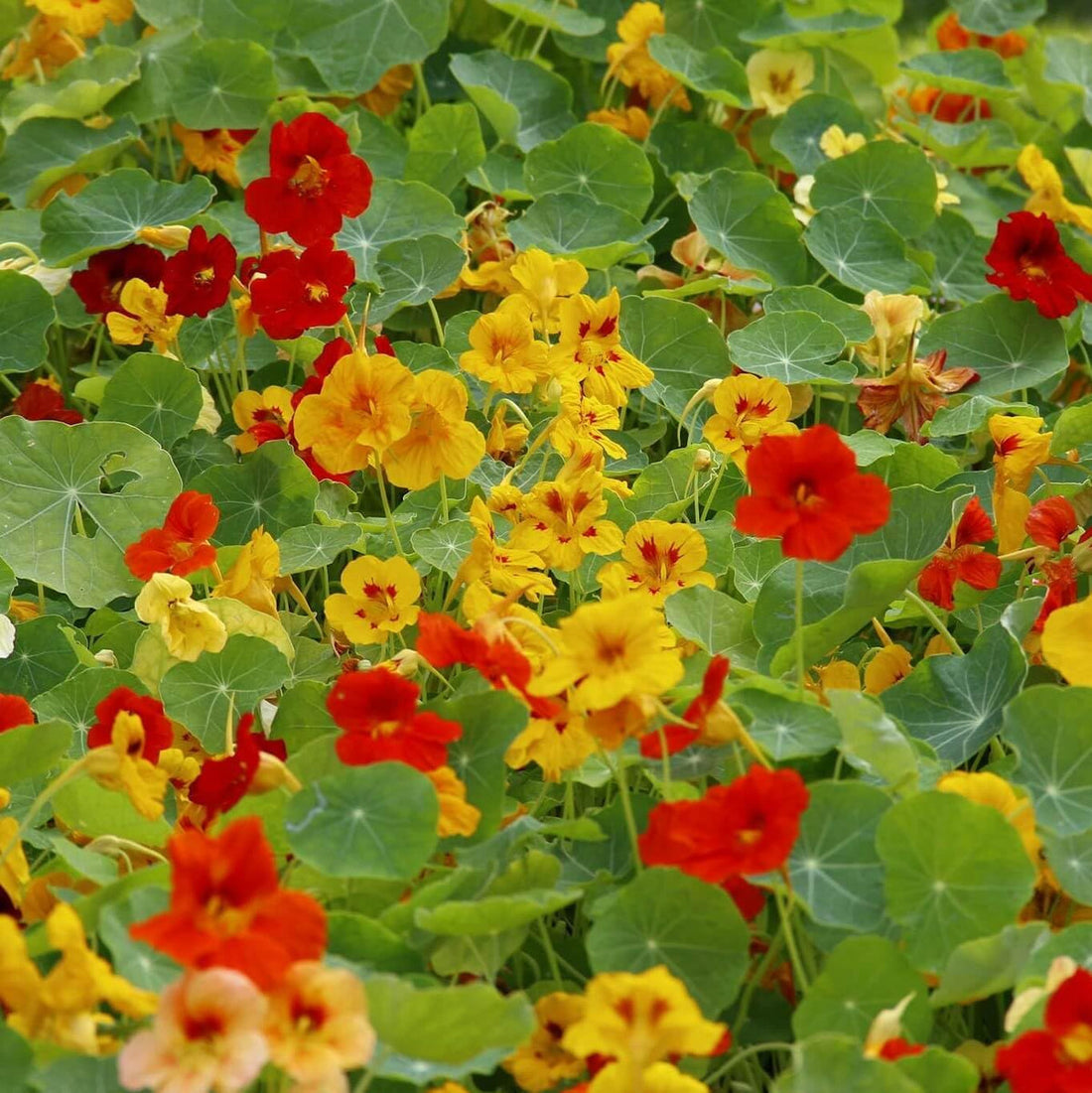 Capuchina flower seeds