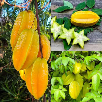 Yellow Carambola Fruit Seeds for Planting – Heirloom Non-GMO Garden Seeds