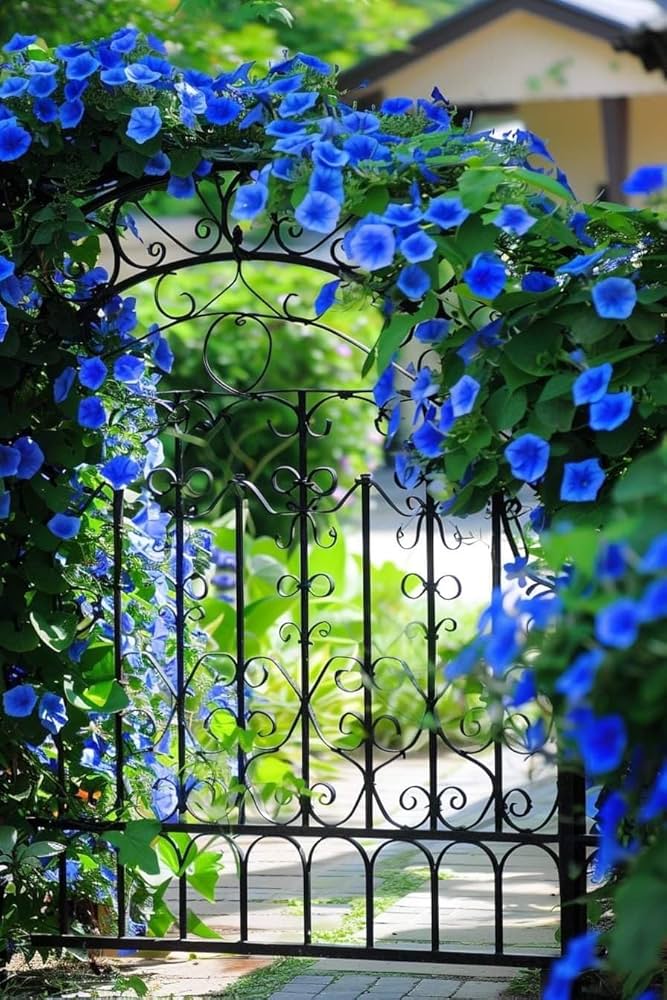 Black Dawn flower seeds