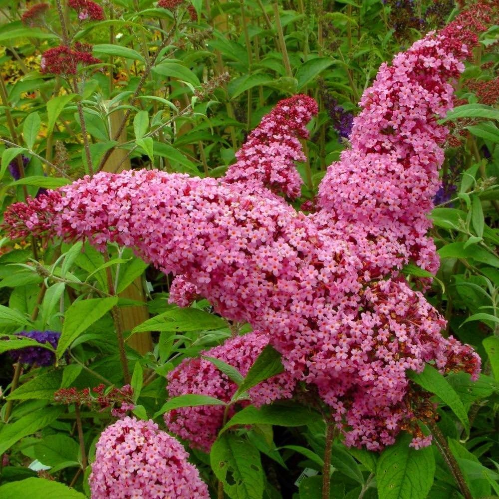 Pink Buddleia flower seeds