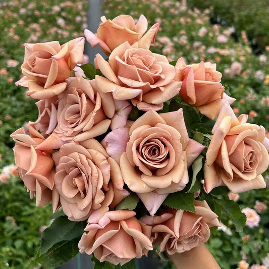 Unique Rose flower seeds