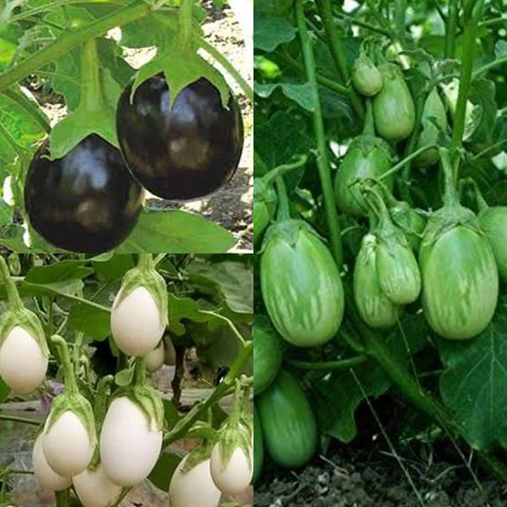 Mixed Eggplant Seeds