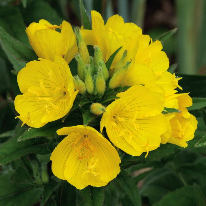 Primrose Oenothera Biennis plant