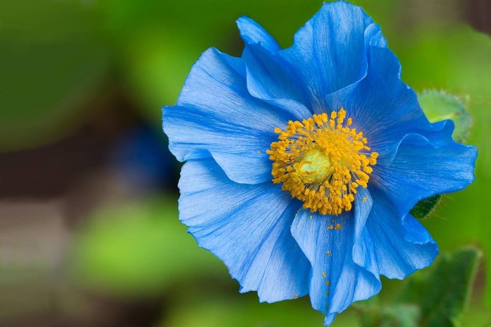 Himalayan Blue flower seeds