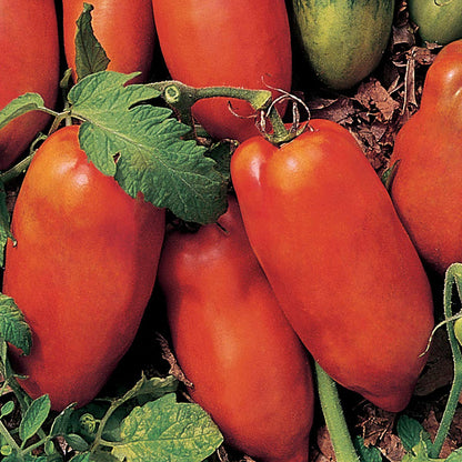 Linguisa Tomato Seeds for Planting – Heirloom Garden Seeds