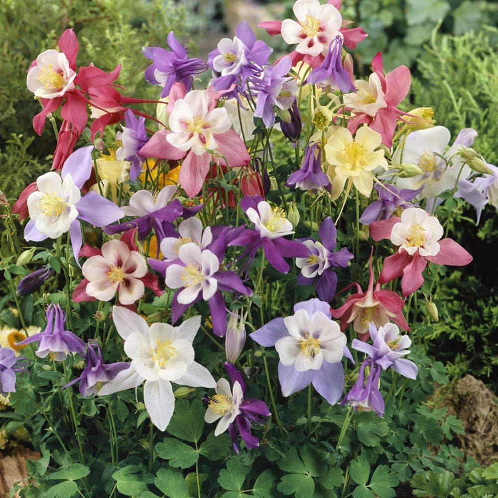 Columbine Aquilegia flower seeds